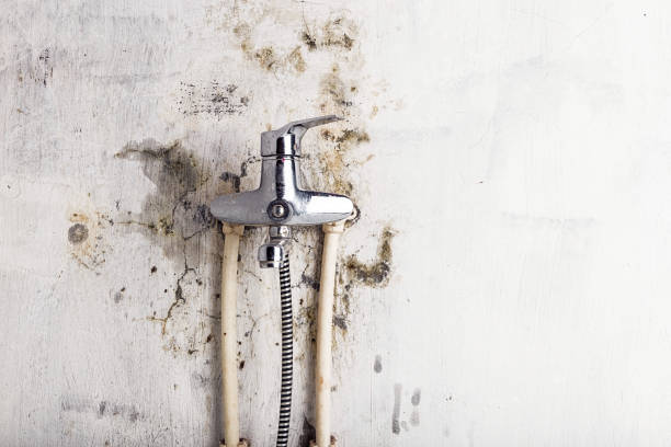 Trusted Baxter Village, SC Mold Removal Experts