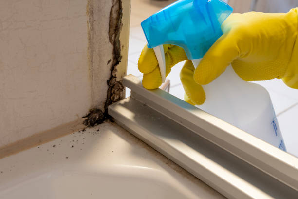 Best Same-Day Mold Removal  in Baxter Village, SC