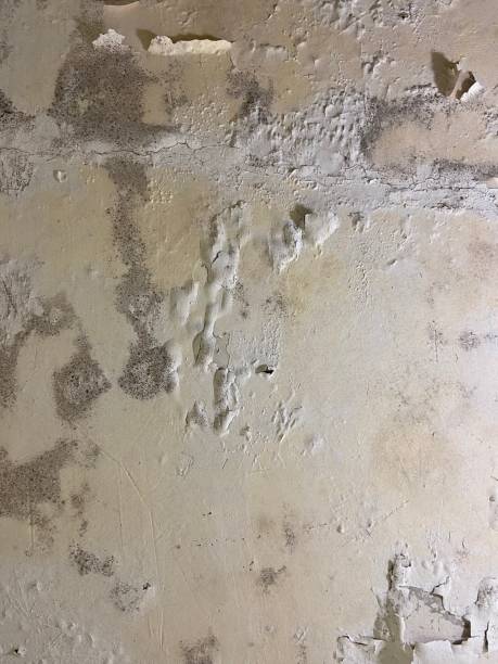 Best Mold Cleaning Services  in Baxter Village, SC